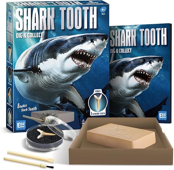 EGGBOX Shark Tooth Dig Kit Excavate 8 Shark Fossils Including Great White, Angel, Bullhead, Longnose, Sand Tiger Shark and so on. Great Science Gift for Marine Biology Enthusiasts of Any Age