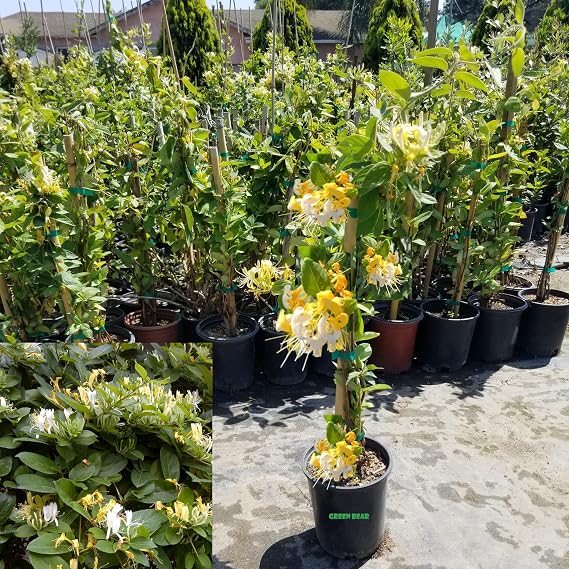 Honeysuckle Plant - Lonicera Japonica, Known as Japanese Honeysuckle or Golden-and-Silver Honey Suckle 2-4FT Tall 1 Gal Potted Hummingbirds Favorites-Shade - Privacy - Ground Cover, Flower Arch