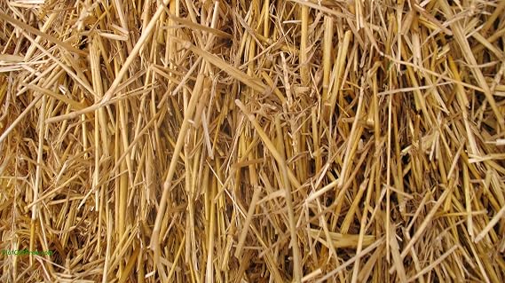 100 Percent Natural Wheat Straw (12 lbs.)